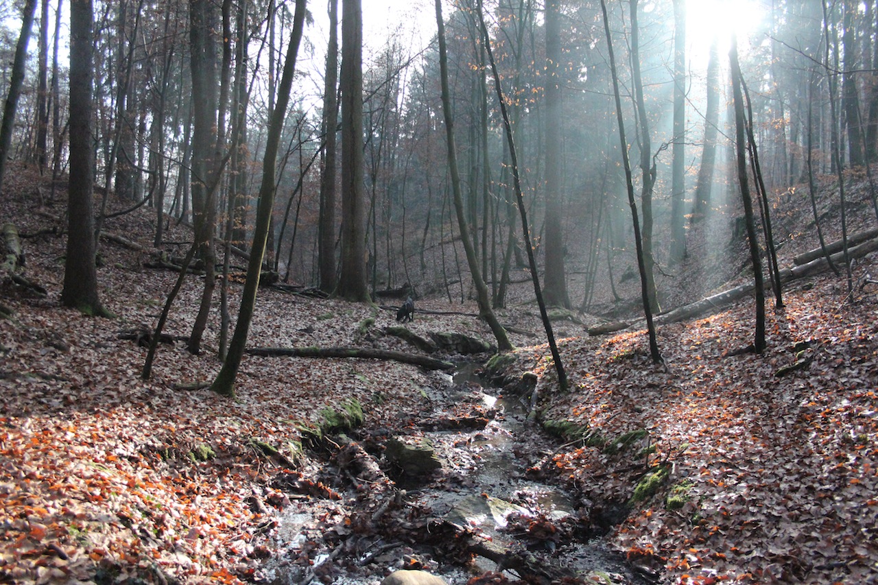 Naturbild